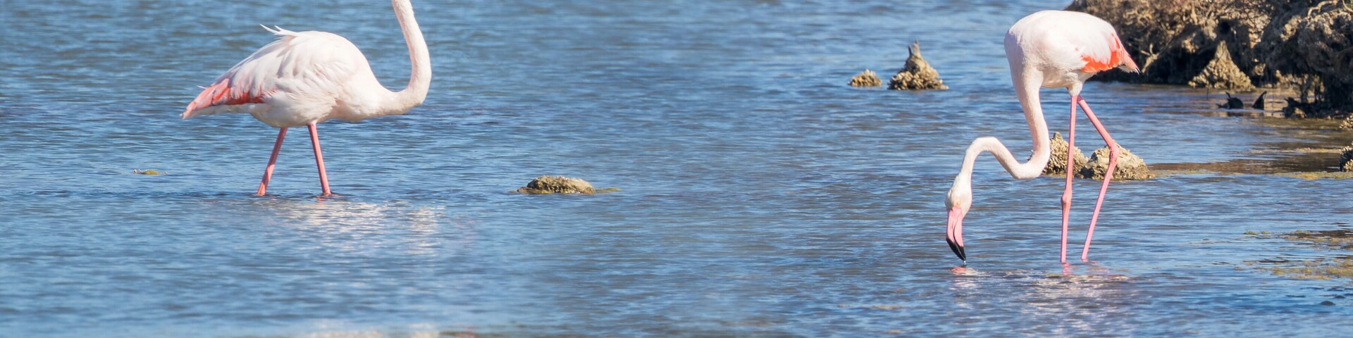Dos flamencos de pie en aguas poco profundas cerca de rocas.