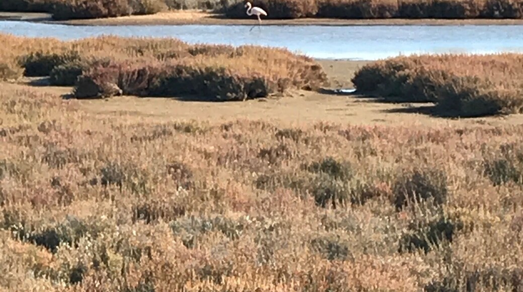 Peyriac-de- Mer is a stunner and displays an incredible amount of wild and raw nature and occasionally you can spot flamingos on your drive from one fishermanโs village to the other- between Bages and Peyriac-de-Mer