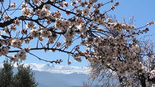 Almond bloom in mid-February near Granada, Spain.... view of the Sierra Nevada range in the background.