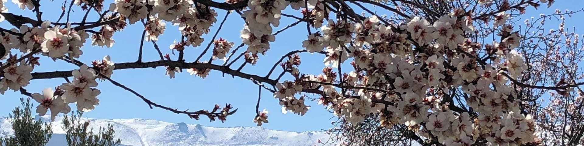 Almond bloom in mid-February near Granada, Spain.... view of the Sierra Nevada range in the background.
