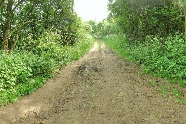 Trent Lane looking East towards Bulcote & Gunthorpe Now you know why some folk call this 'Green Lane'.