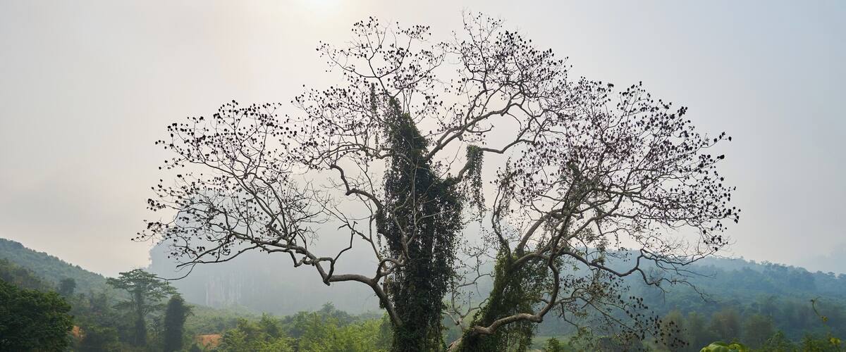 A tree with dense foliage and a clear sky.