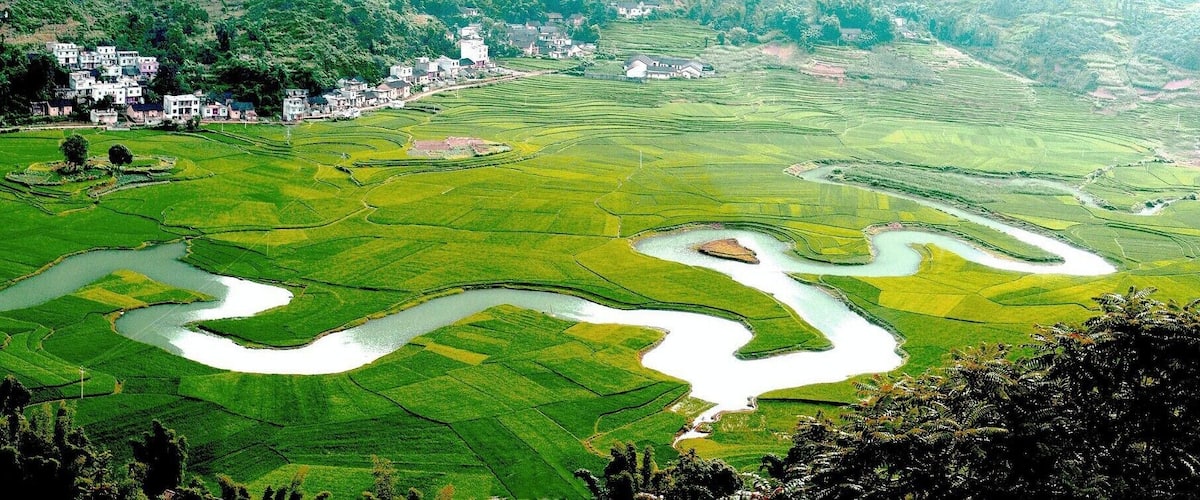 Terraced rice fields with winding water channels.