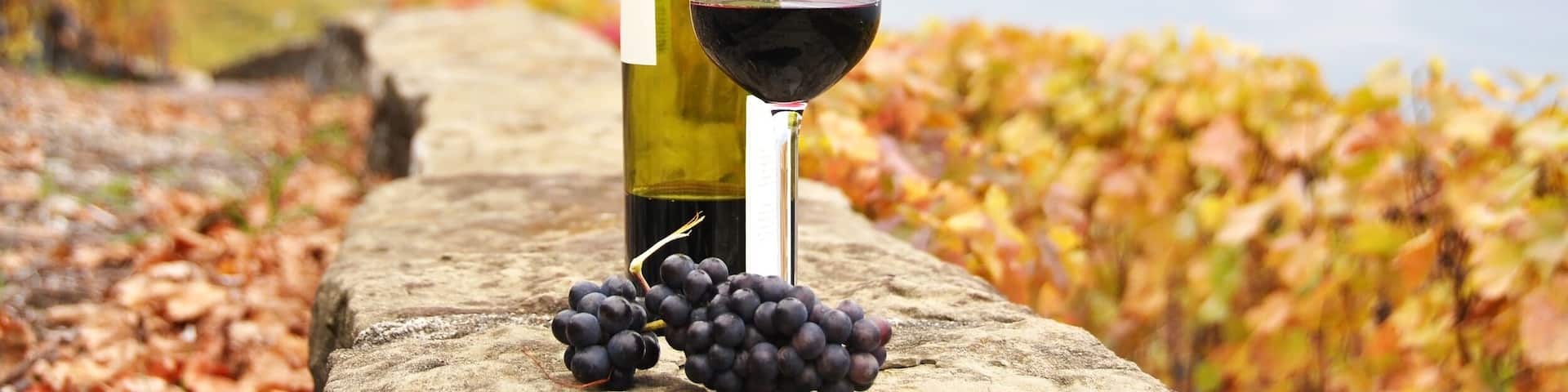 Red wine and a branch of grapes on the terrace vineyard in Lavau