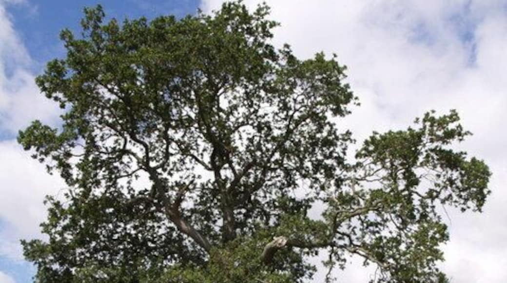 Thorny Lane An old track that runs from Hummer to Marston Magna, past the abandoned village of Nether Adber. Here, not far from Hummer Farm, occasional oaks line it.