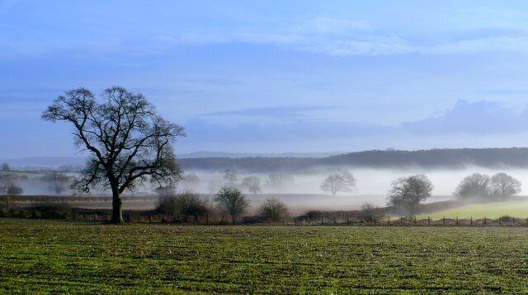 Misty view of Clifton Wood Clifton wood is the dark mass of trees in the distance. The mist is gathered in the valley of a small stream that flows north through Stoford into the River Yeo. This was taken an hour after dawn from close to where the A37 crosses the Dorchester to Yeovil railway. Within 15 minutes the mist had disappeared.
