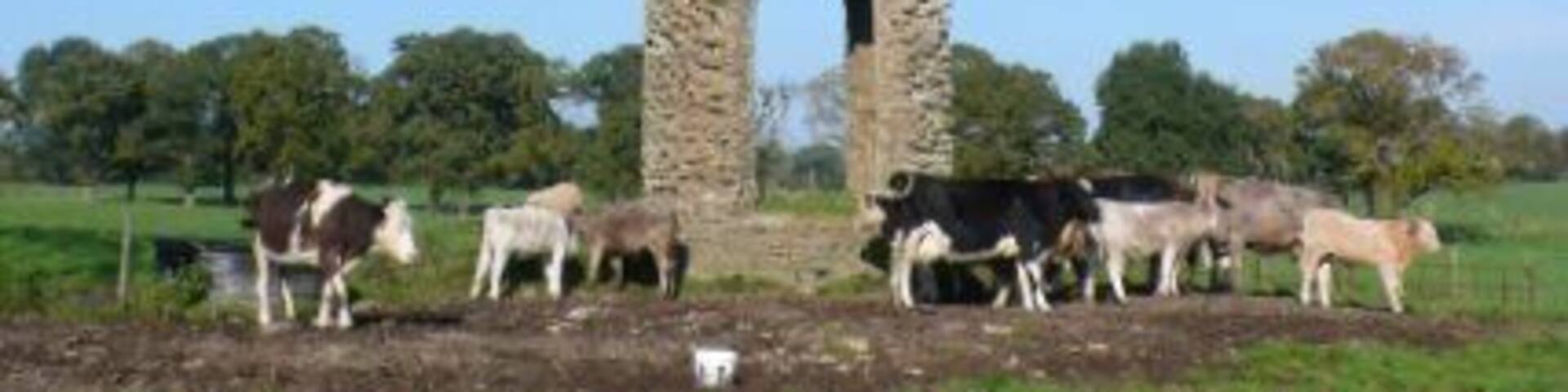 The Rose Tower Barwick One of four towers on the Barwick estate just south of Yeovil. There are several contradictory explanations of their purpose and the most likely one is that they are just extravagant follies dating from the late 18thC.