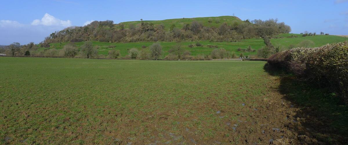 A green field with a hill in the background.