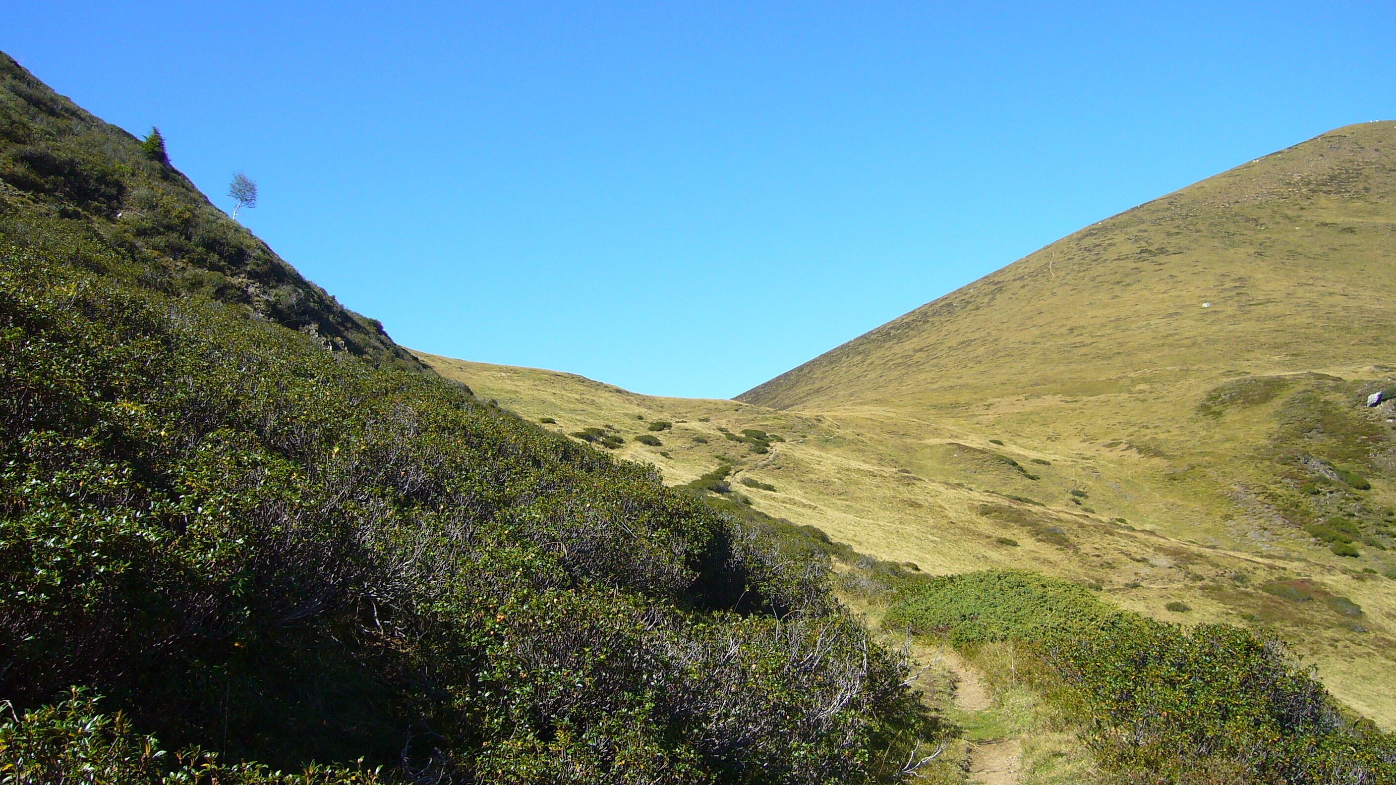 A valley with dense vegetation on the left and a grassy hill on the right.