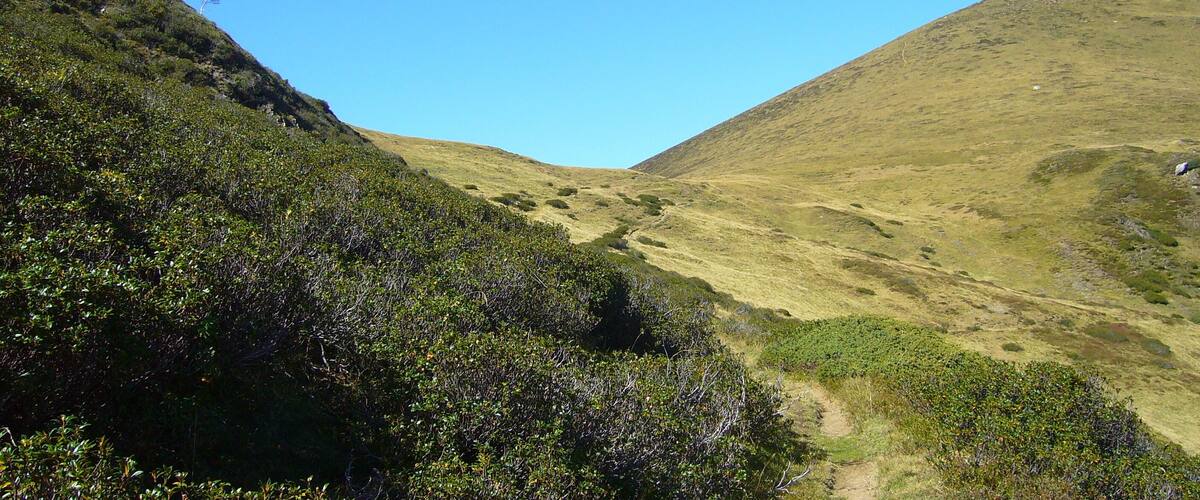 A valley with dense vegetation on the left and a grassy hill on the right.