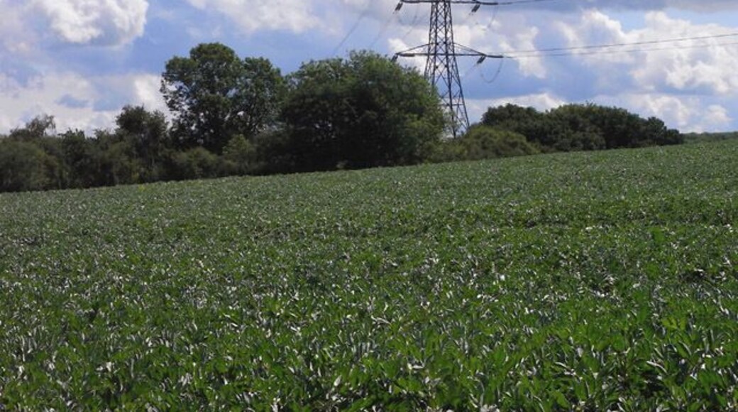 Farmland and pylon, Wolverton A field of beans to the east of Brazenhead Lane (bridleway).
