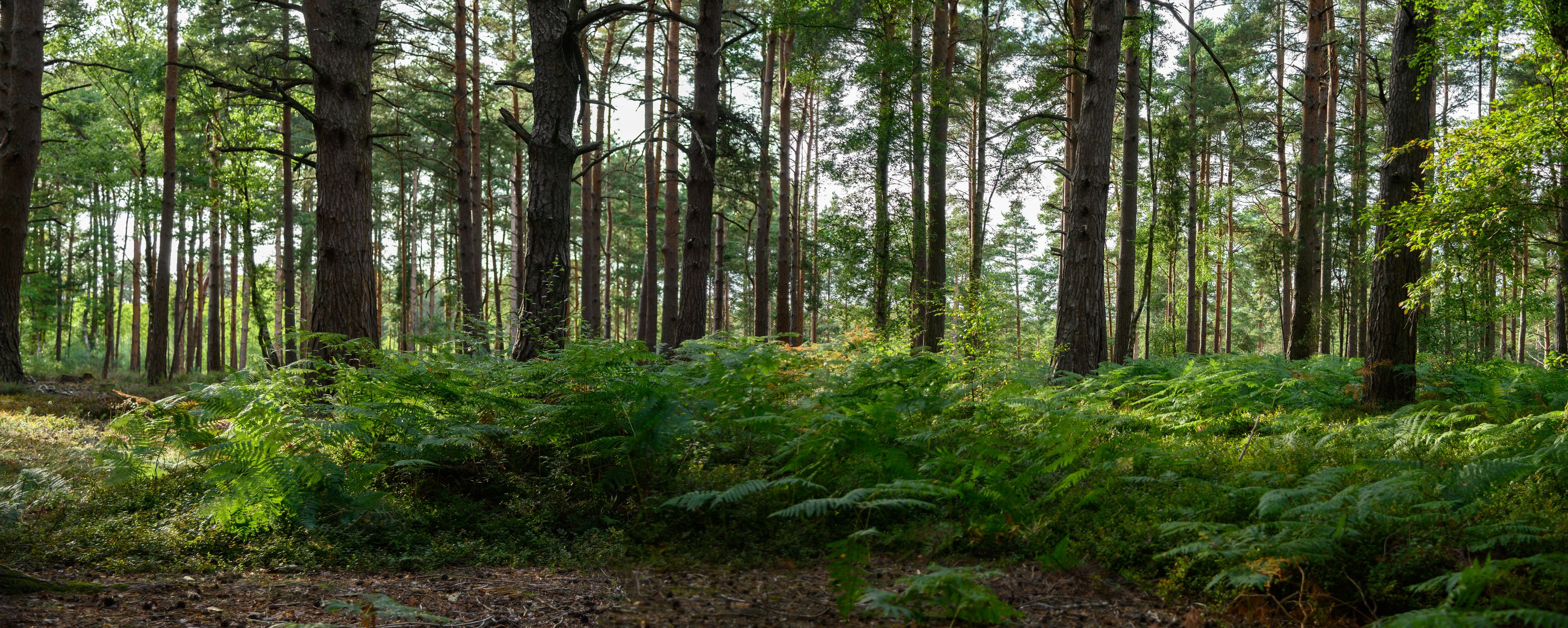 A dense forest with tall trees and lush ferns.