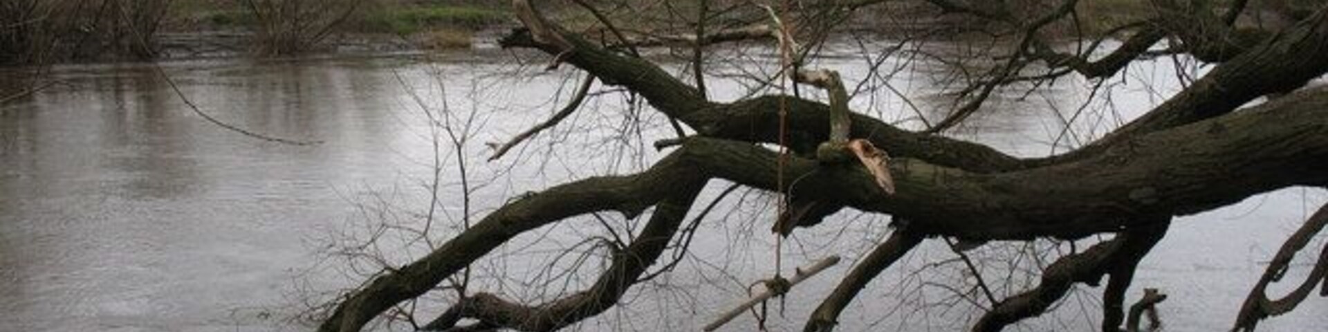 A flooded area with a fallen tree in the water.