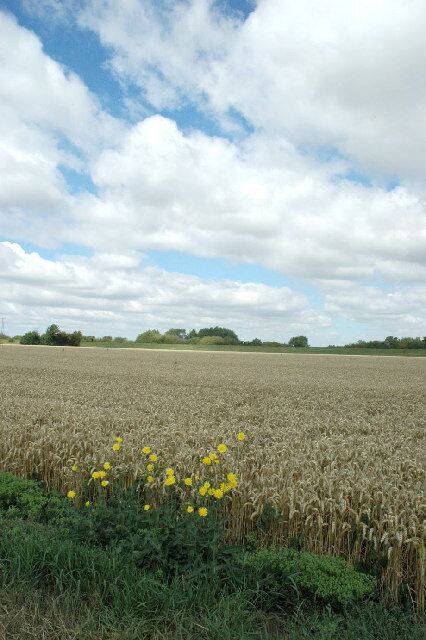 Cawood Ings, from Ings Lane. Looking towards the banks of the River Ouse; the field is ready for harvest; wild flowers survive along the margins.