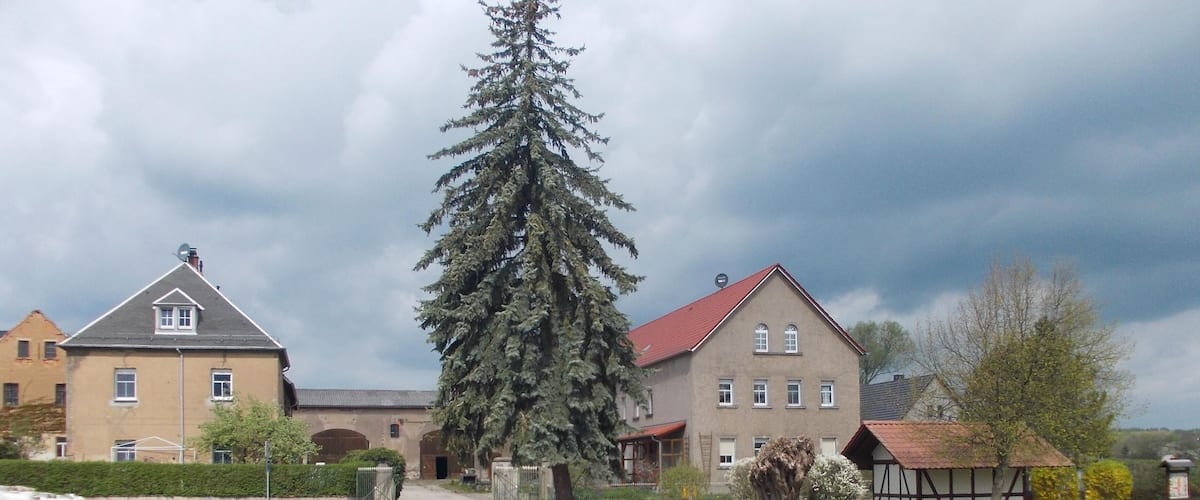 A residential street with houses, a large evergreen tree, and a clear sky.