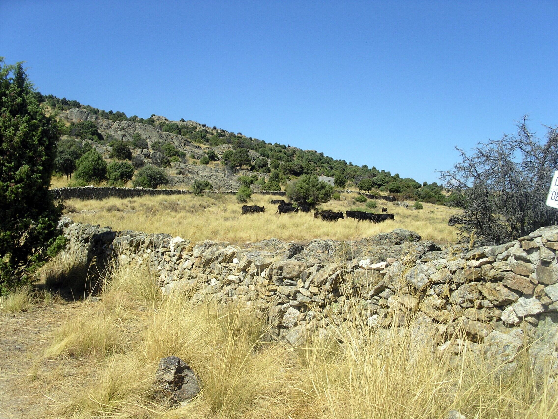 2011-09-24 Reses Bravas