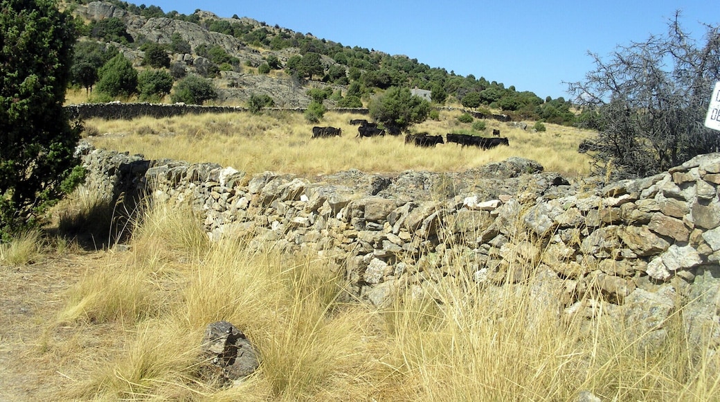 2011-09-24 Reses Bravas