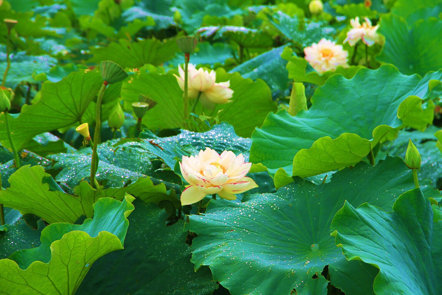 #Puzhehei,a water village on the plateau.
高原水乡,云南普者黑
https://twitter.com/Beautifulgx