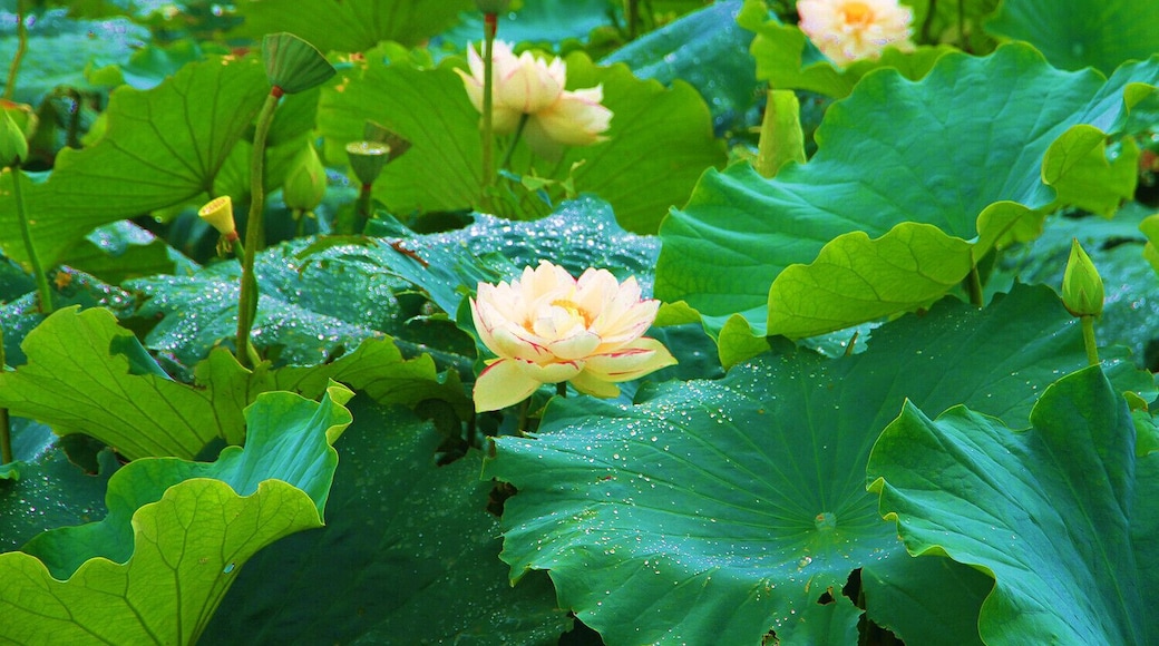 #Puzhehei,a water village on the plateau.
高原水乡,云南普者黑
https://twitter.com/Beautifulgx