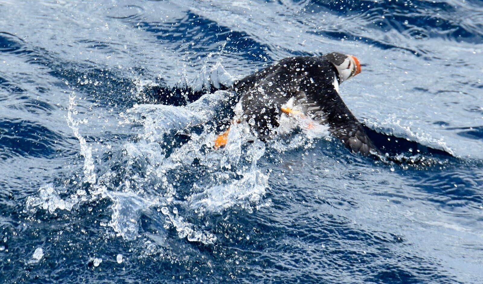 Puffin at the Witless Bay Ecological Reserve