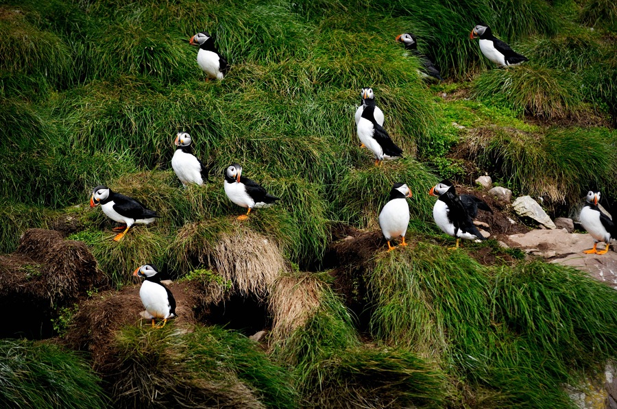 A group of puffins on grassy terrain.