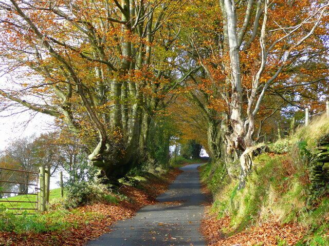 Lane above Machen Old coppiced beeches line this lane which ascends the ridge between the Rhymney and Sirhowy valleys north-west of Machen.