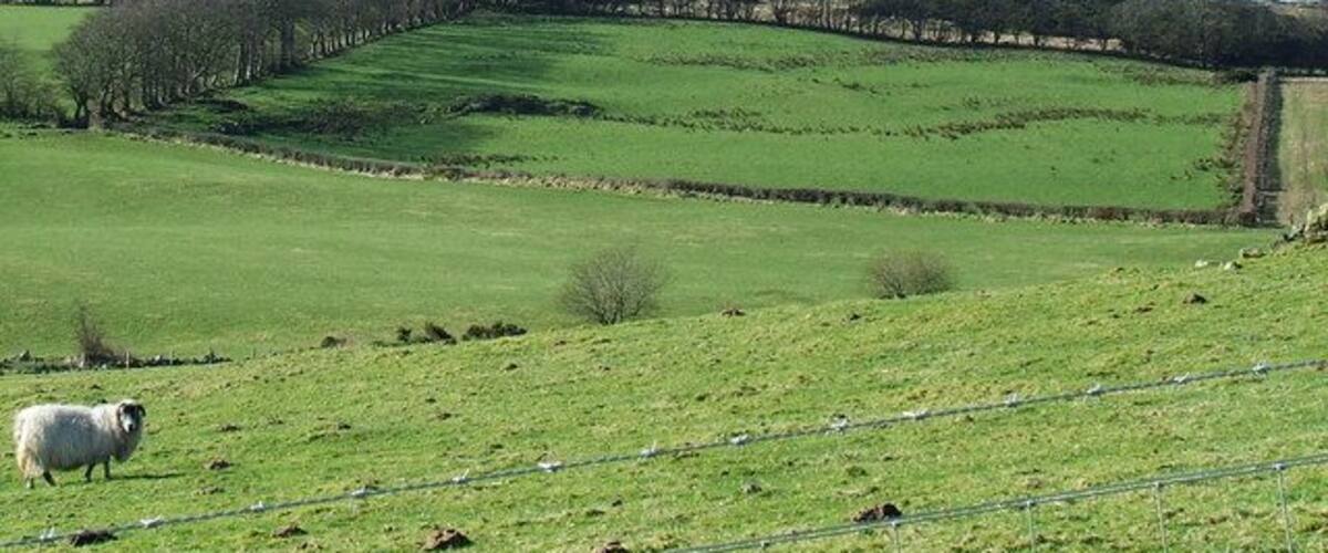 A green field with a sheep, stone walls, and a fence.