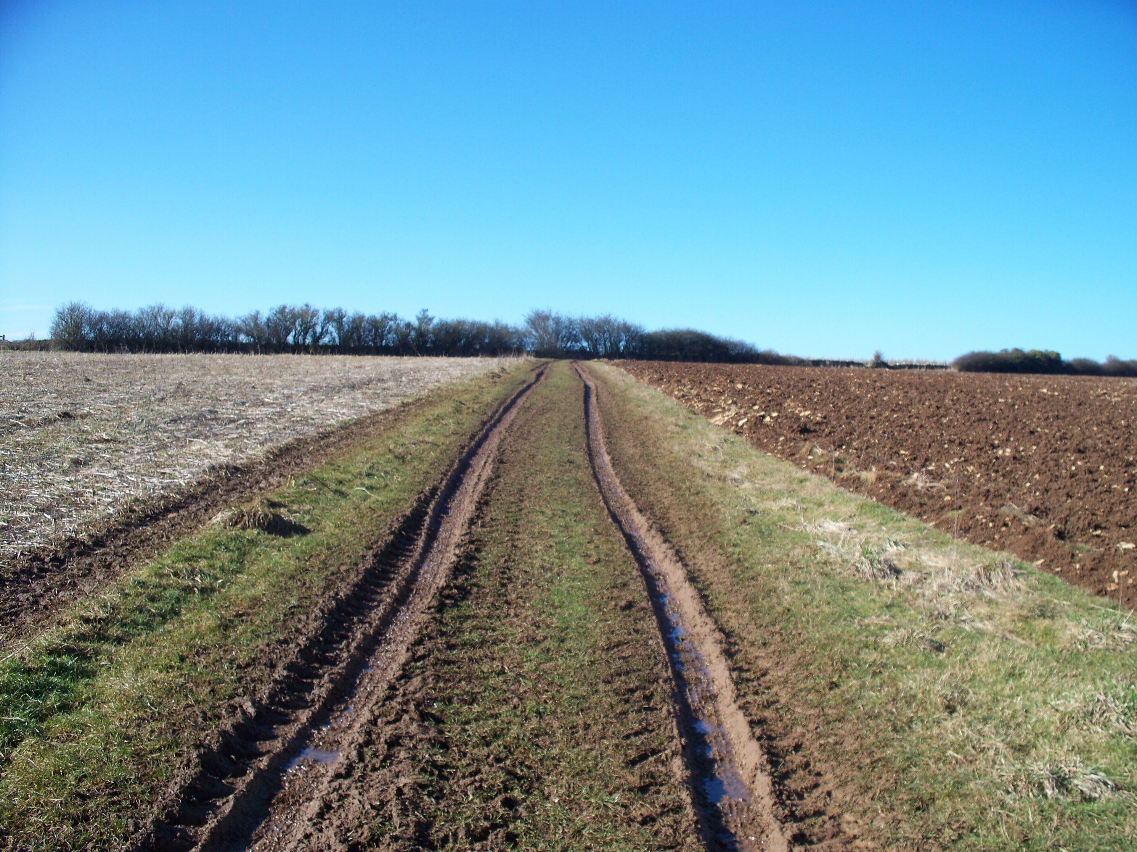 Across the field From Guitinghill Farm the path runs across the field before following the field edge.