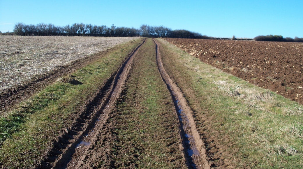 Across the field From Guitinghill Farm the path runs across the field before following the field edge.