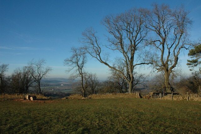 Beech trees at Coscombe Corner Beech trees line the Cotswold escarpment above Wood Stanway, here one has recently fallen and enn cut up. Bredon Hill can be seen through the gap.