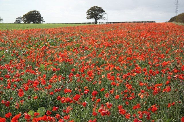Autumn poppies A swathe of red poppies in a field by Riby Road