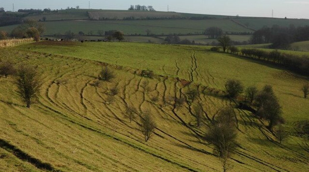 Hillside above Coldwell Bottom Cattle feed on the far side of a field above Coldwell Bottom.