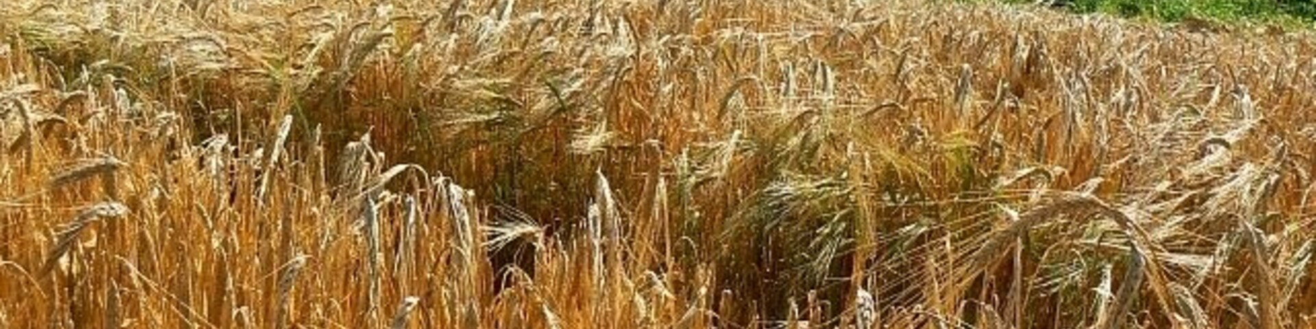 Barley, near Slack's Barn, Coberley Won't be long before this crop of the noble cereal (used to make beer and whisky not to mention Marmite) is harvested. Beyond is the Cotswolds.