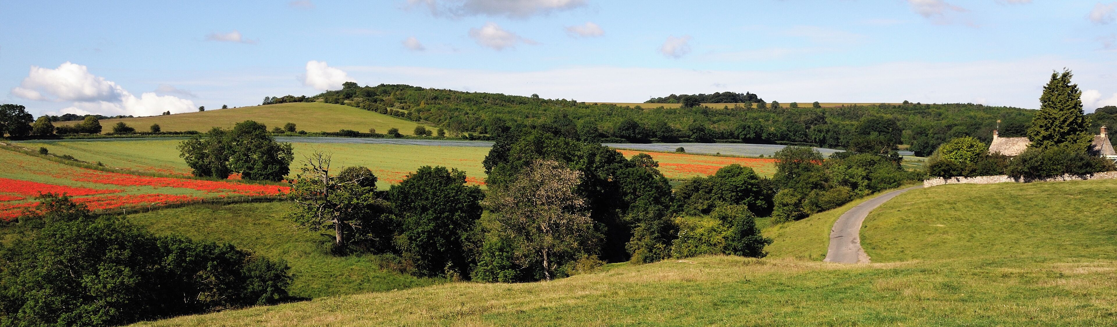 Rolling hills, a winding road, and fields of red flowers.