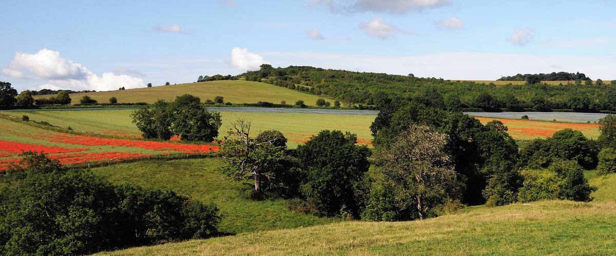Rolling hills, a winding road, and fields of red flowers.