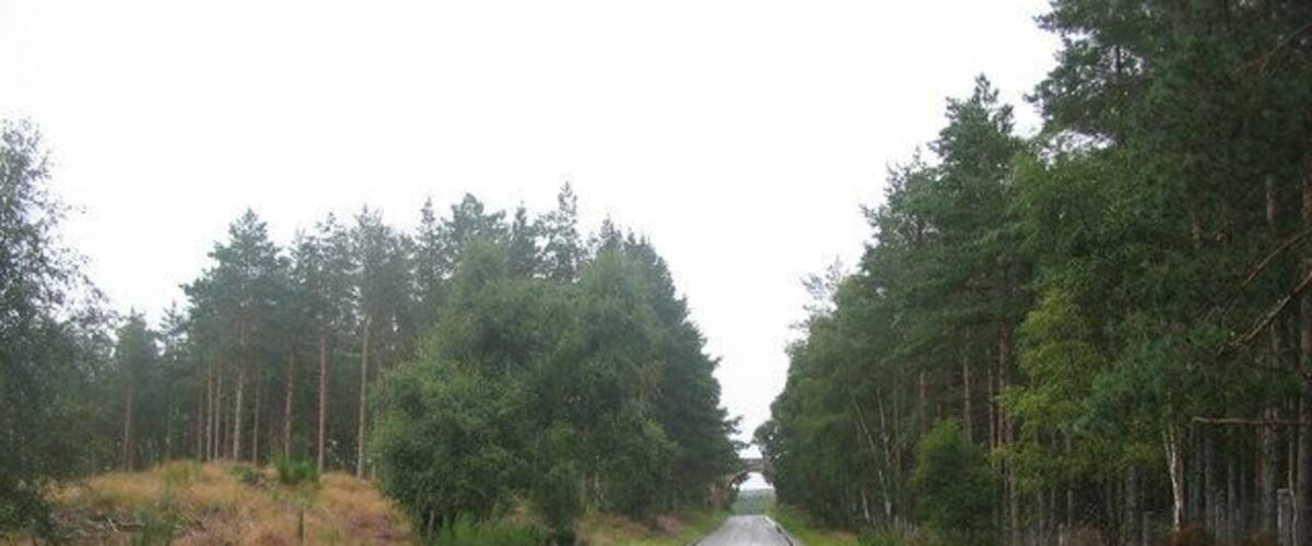 A wet road flanked by dense forests and a grassy area.