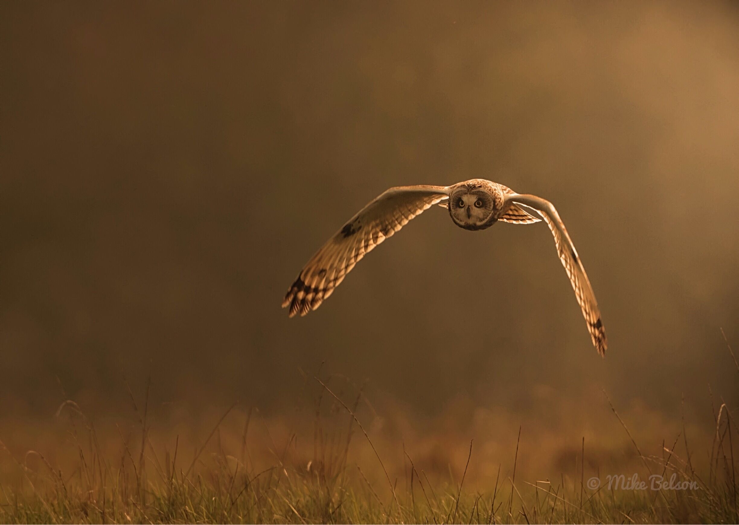 Short Eared Owl hunting at Cossington Meadows.