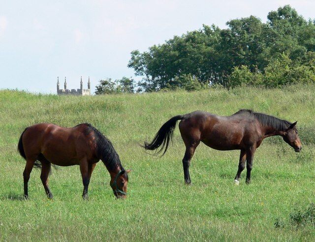 Horses near the Gypsum Works The top of St. Mary's Church tower in Sileby is visible beyond.