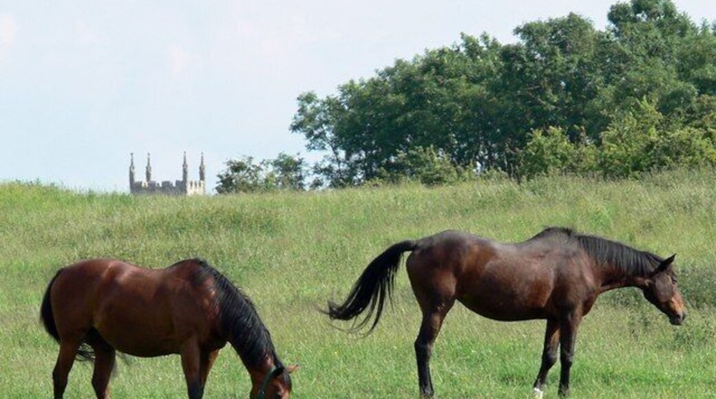 Horses near the Gypsum Works The top of St. Mary's Church tower in Sileby is visible beyond.
