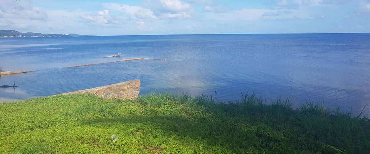 A calm sea with a clear sky and a palm tree.