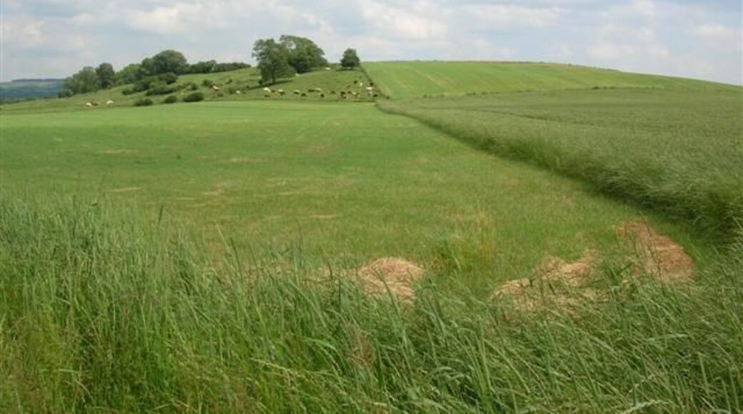 Hanging Cliffs. The mound called Hanging Cliffs hides Leppington beyond.