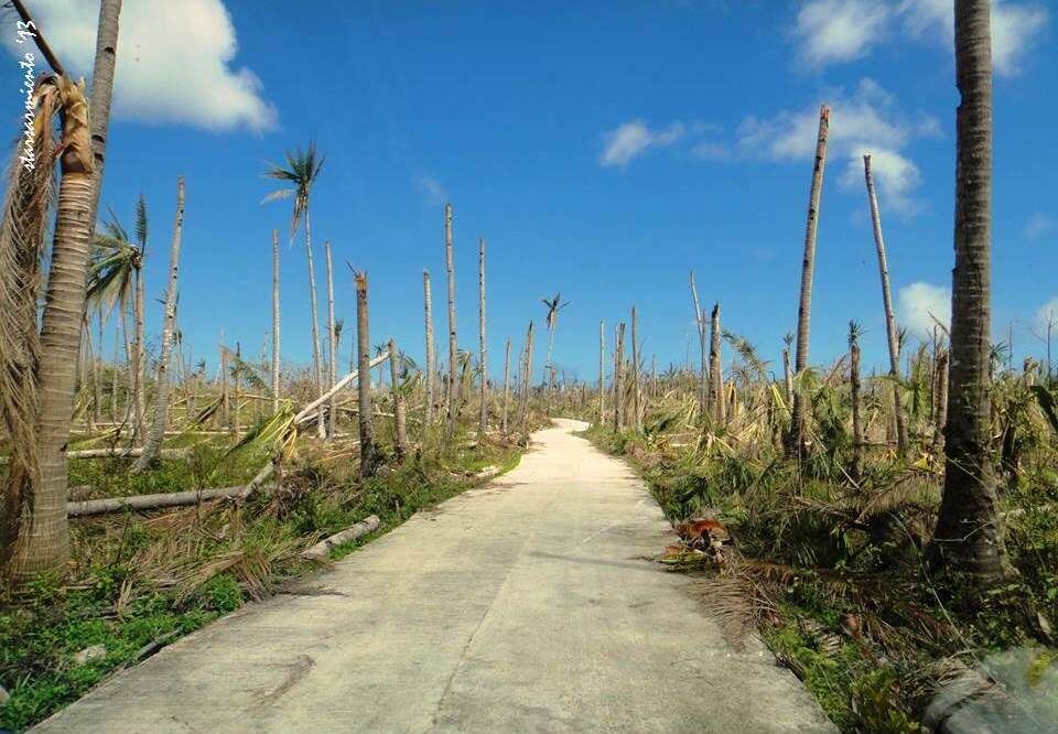 I don't think there will be many times in our lives when we will witness this kind scenery. It's surprising how tremendous the typhoon was that it devoured all the important things in life: loved ones, income, source of income and even means of education.

This picture is real. It happened a year ago in Guiuan, Eastern Samar. It looks creepier in the evening because lost birds still sing from afar regardless of their being homeless in this case.

Everywhere you go, this is what you'll notice. You'll pass by the endless road of "nightmare." One year has already passed. I know it's not even enough for full recovery. But maybe the trees and the people are already on their way to a brighter future again. :)

Happy travels though,
Star, Iligan City, PH