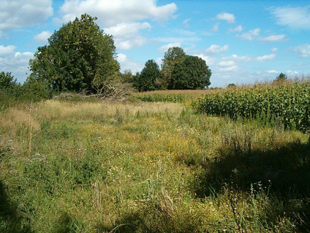 A field of maize. Close to Mells.