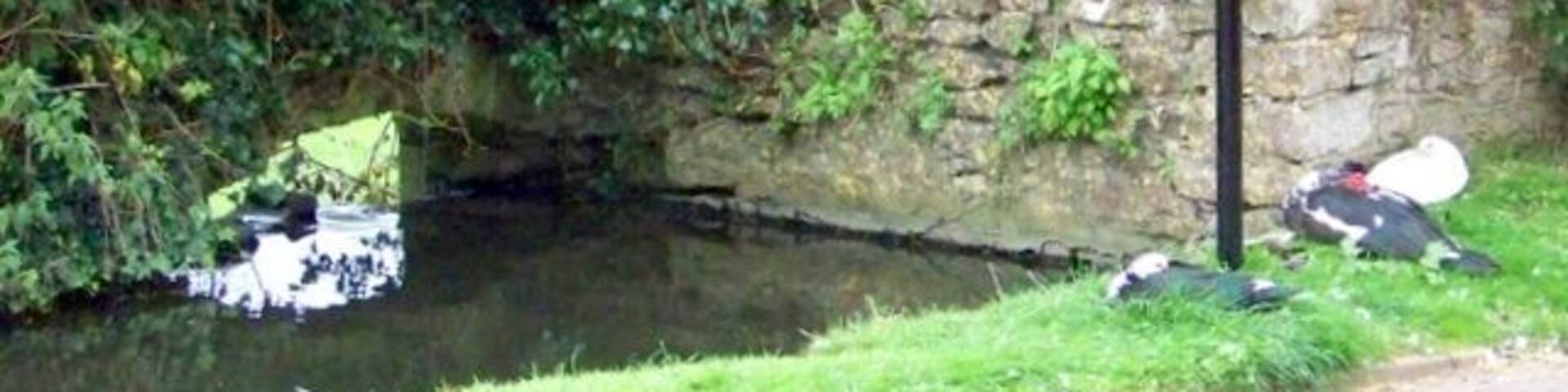 Postbox, Dinder The ducks wait patiently by the postbox, I wonder if they get fed when people come to post their letters.