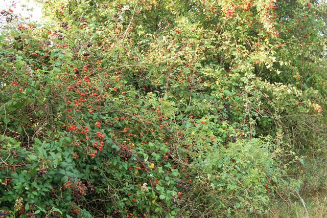 Rosehips beside a farm track