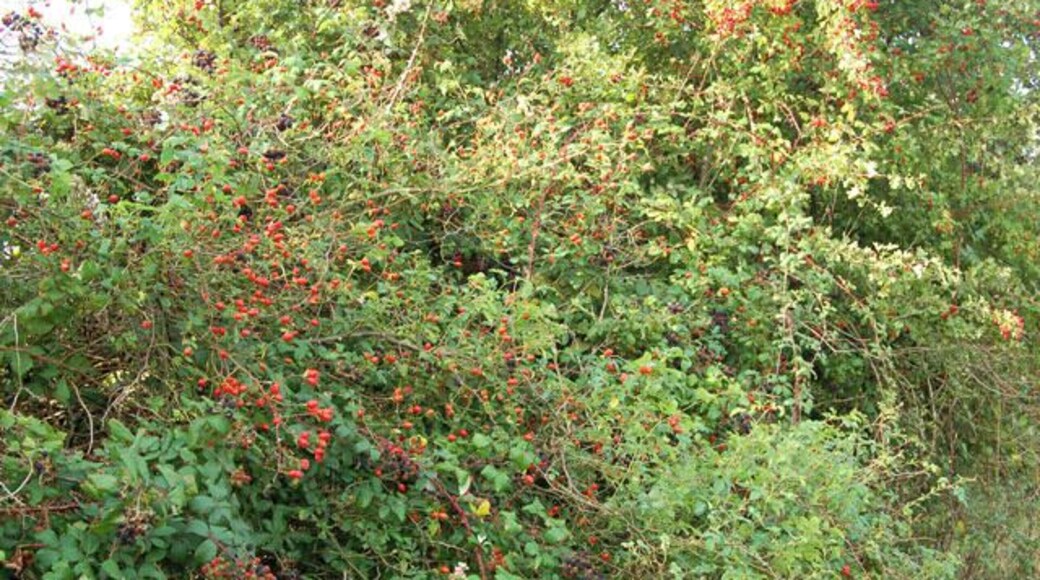 Rosehips beside a farm track