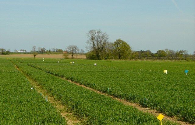 Crop Trials at Manor Farm Morley Trials on Winter Wheat in 2005.