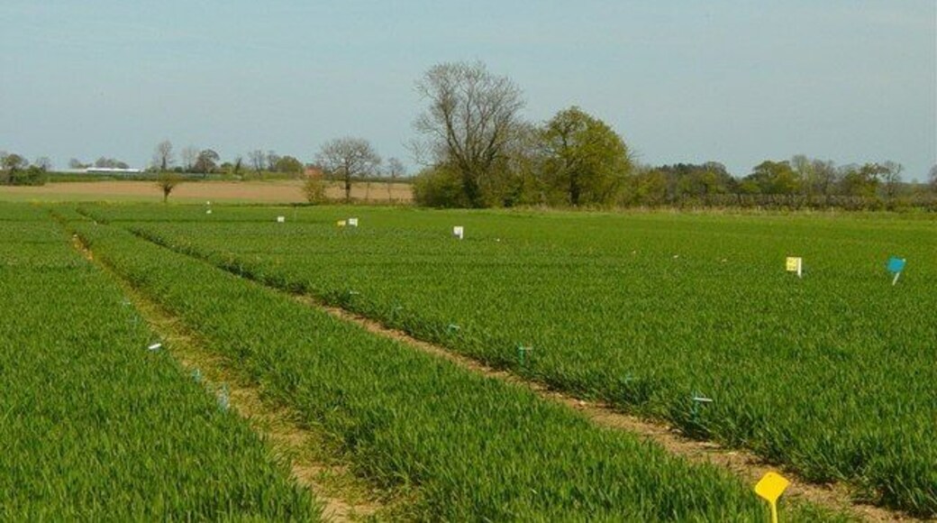 Crop Trials at Manor Farm Morley Trials on Winter Wheat in 2005.