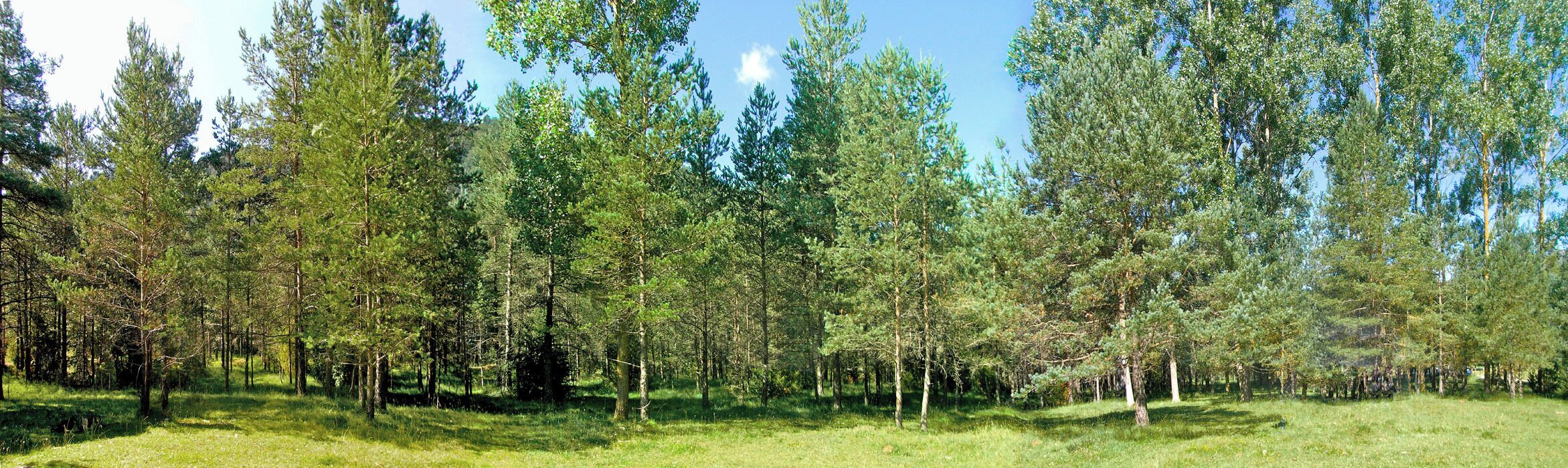 A dense forest with tall trees and a grassy field.