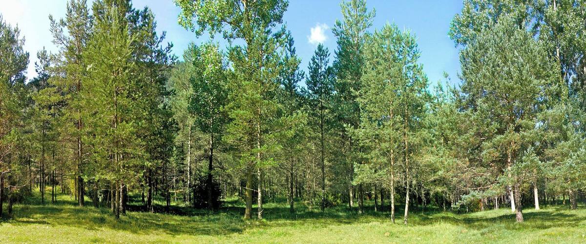 A dense forest with tall trees and a grassy field.